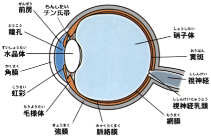 眼球の構造