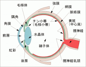 図：眼球の構造