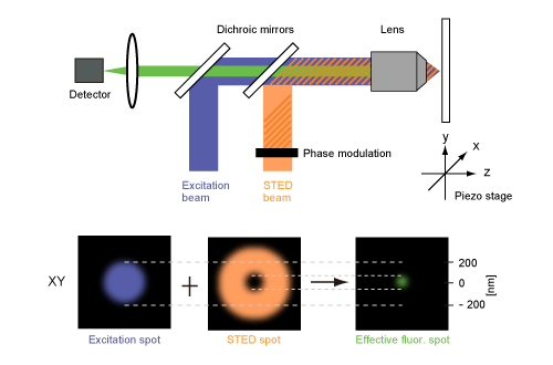 STED顕微鏡の概念図